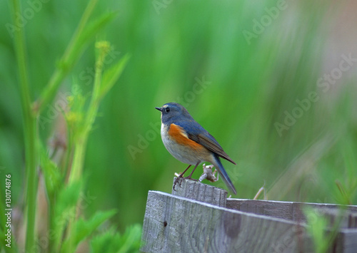 Red-flanked Bluetail © imagenavi