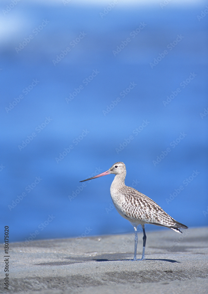 Bar-tailed Godwit Bar-tailed Godwit