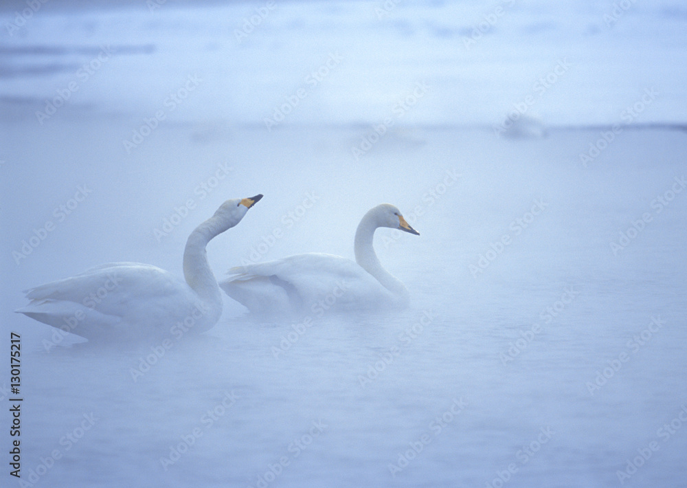 Fototapeta premium Whooper Swan