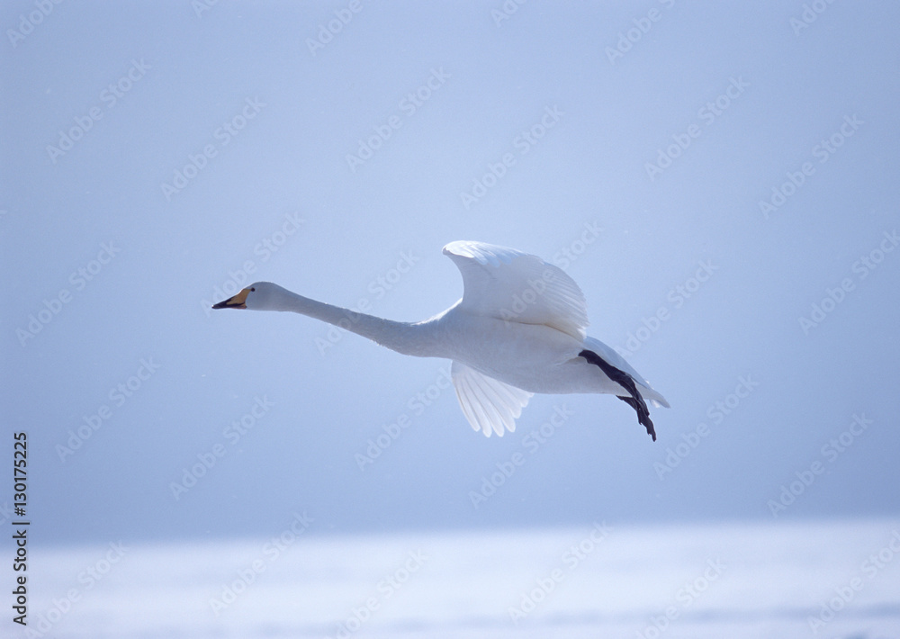 Whooper Swan Whooper Swan