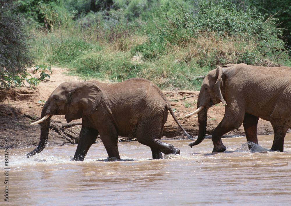 Fototapeta premium African Elephants