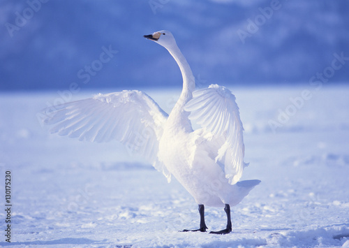 Fototapeta Naklejka Na Ścianę i Meble -  Whooper Swan