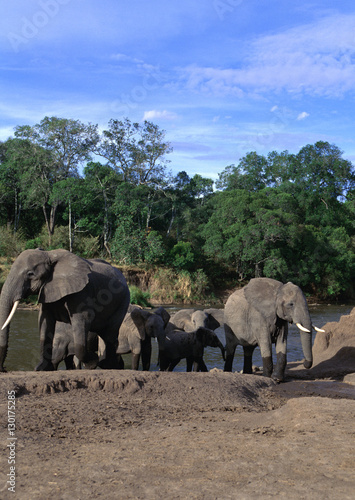 African Elephants