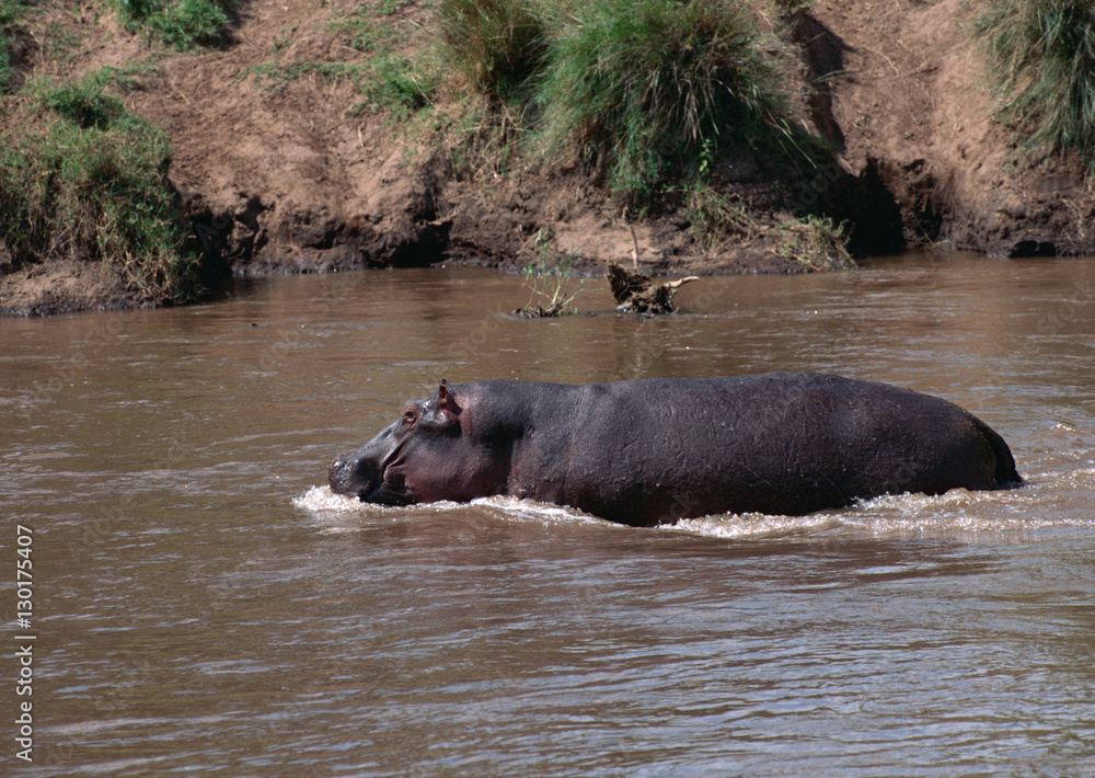Hippopotamus
