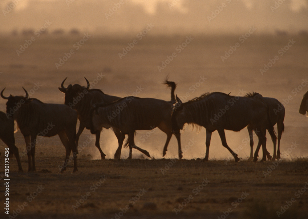 Naklejka premium Gnu