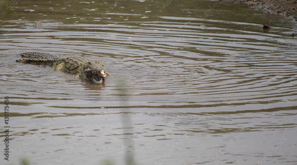 Crocodile swimming in water with half consumed baby calf in his mouth, the skull still visible. Kruger National Park, South Africa Crocodile swimming in water with half consumed baby calf in his mouth, the skull still visible. Kruger National Park, South Africa