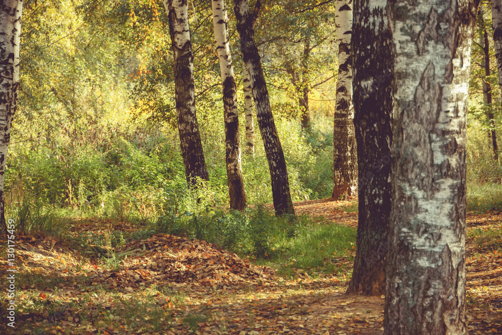 Birch Trees in Autumn Park Retro Birch Trees in Autumn Park Retro