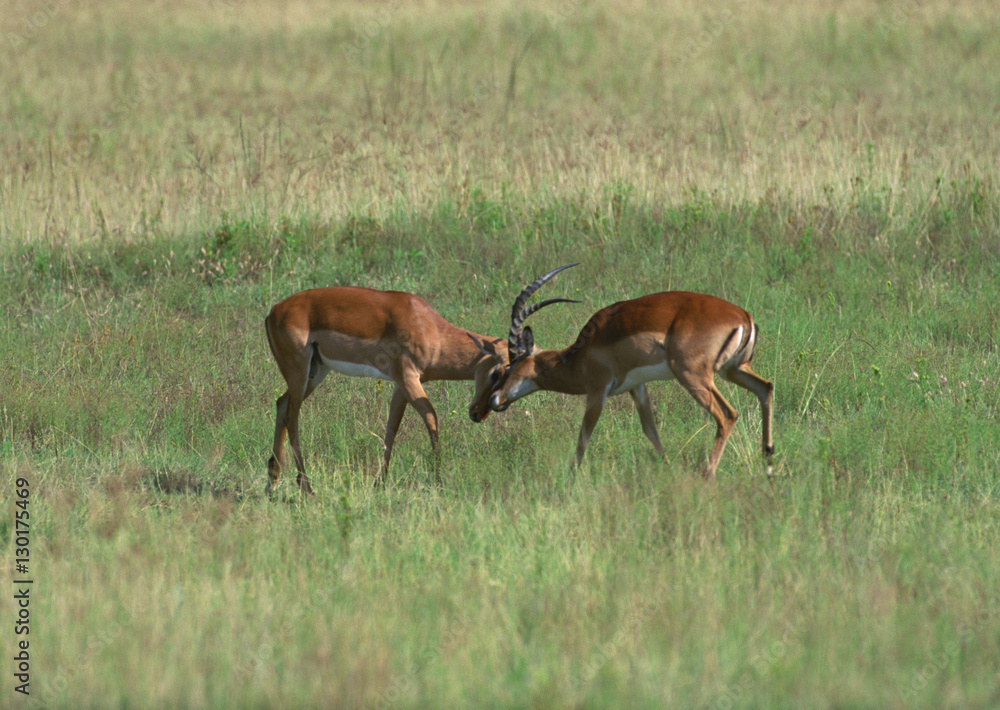 Fototapeta premium Impala