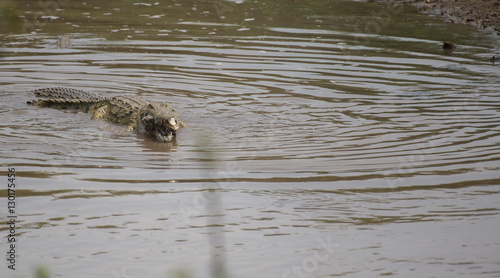 Crocodile swimming in water with half consumed baby calf in his mouth, the skull still visible. Kruger National Park, South Africa