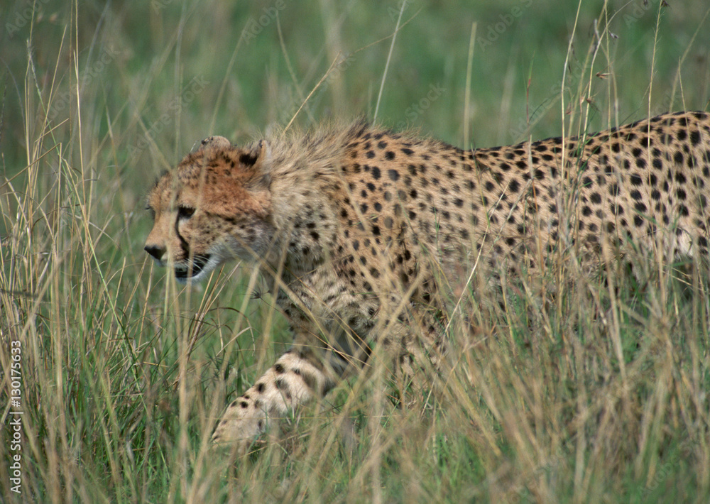 Naklejka premium Cheetah