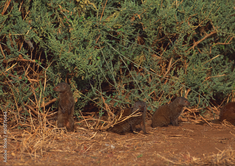 Mongoose Mongoose