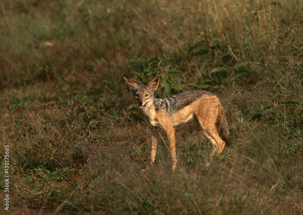 Black Backed Jackal 