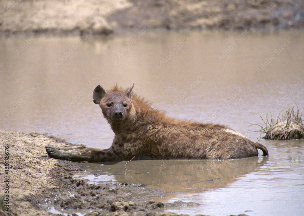 Spotted Hyena Spotted Hyena