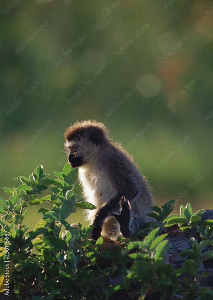 Fototapeta premium Savanna Monkey