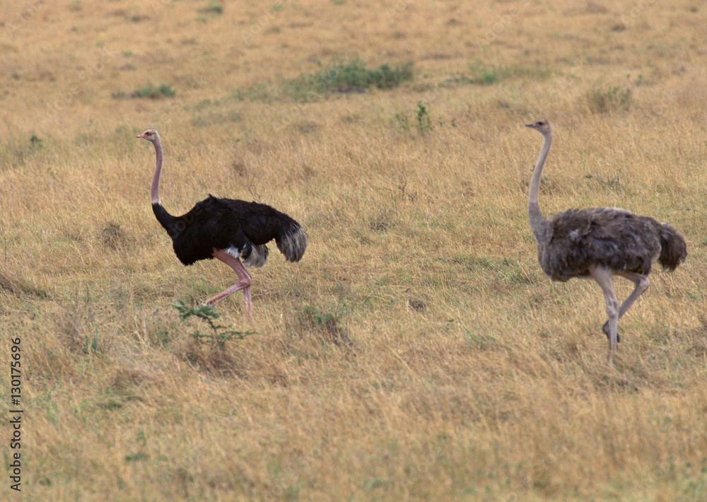 Fototapeta premium Ostrich