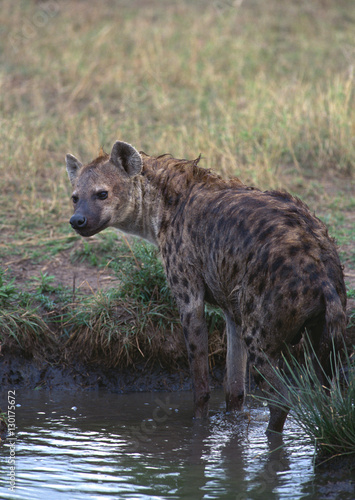 Spotted Hyena © imagenavi