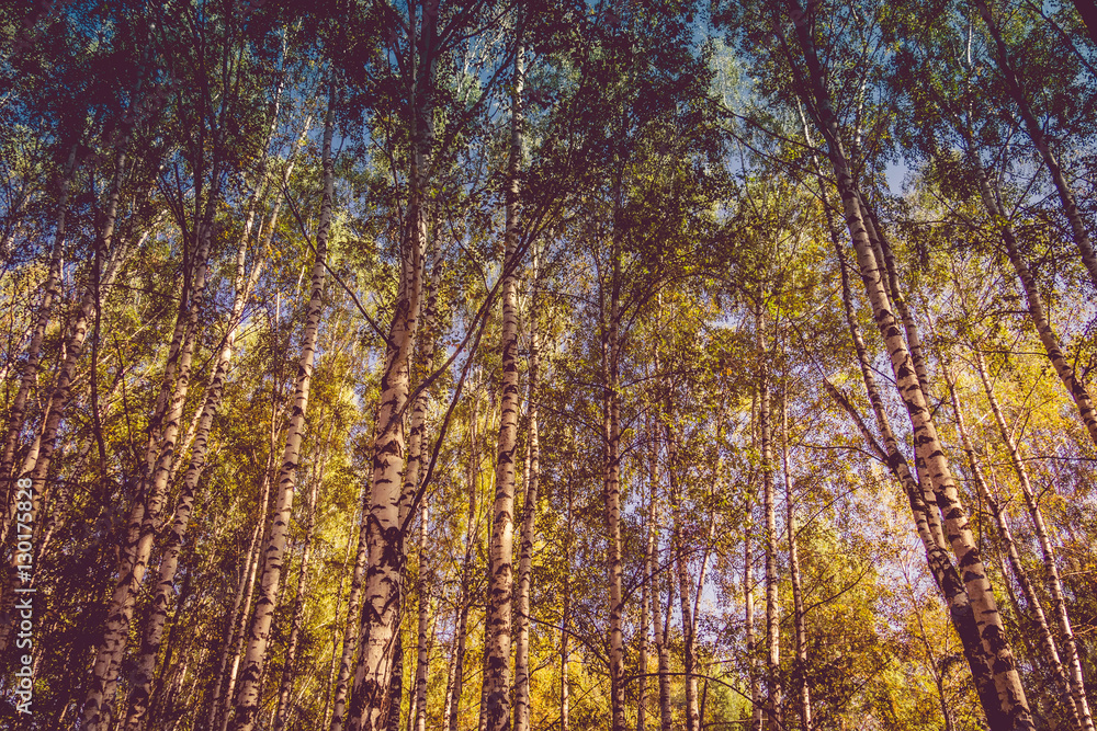 Birch Trees in Autumn Park Retro
