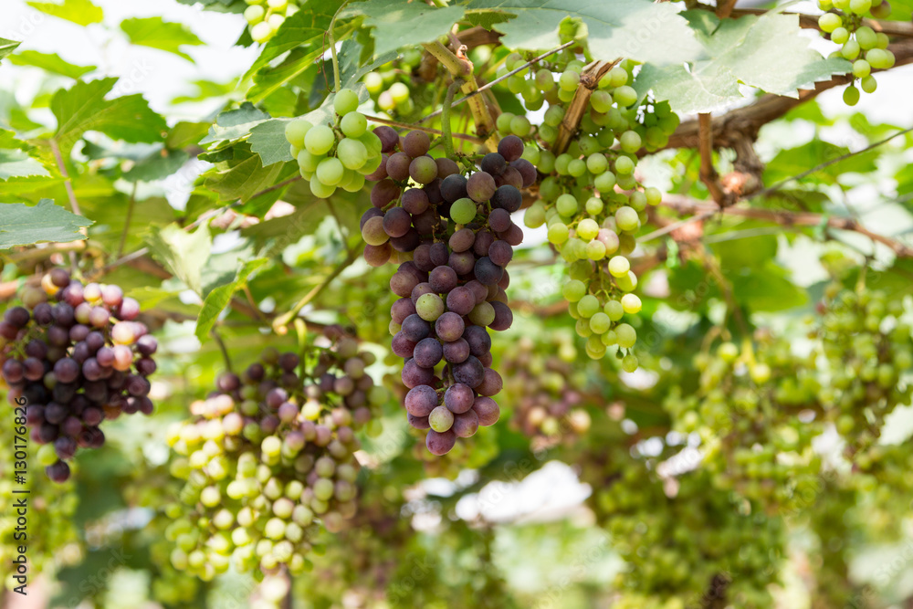 bunch of grape on vine grape
