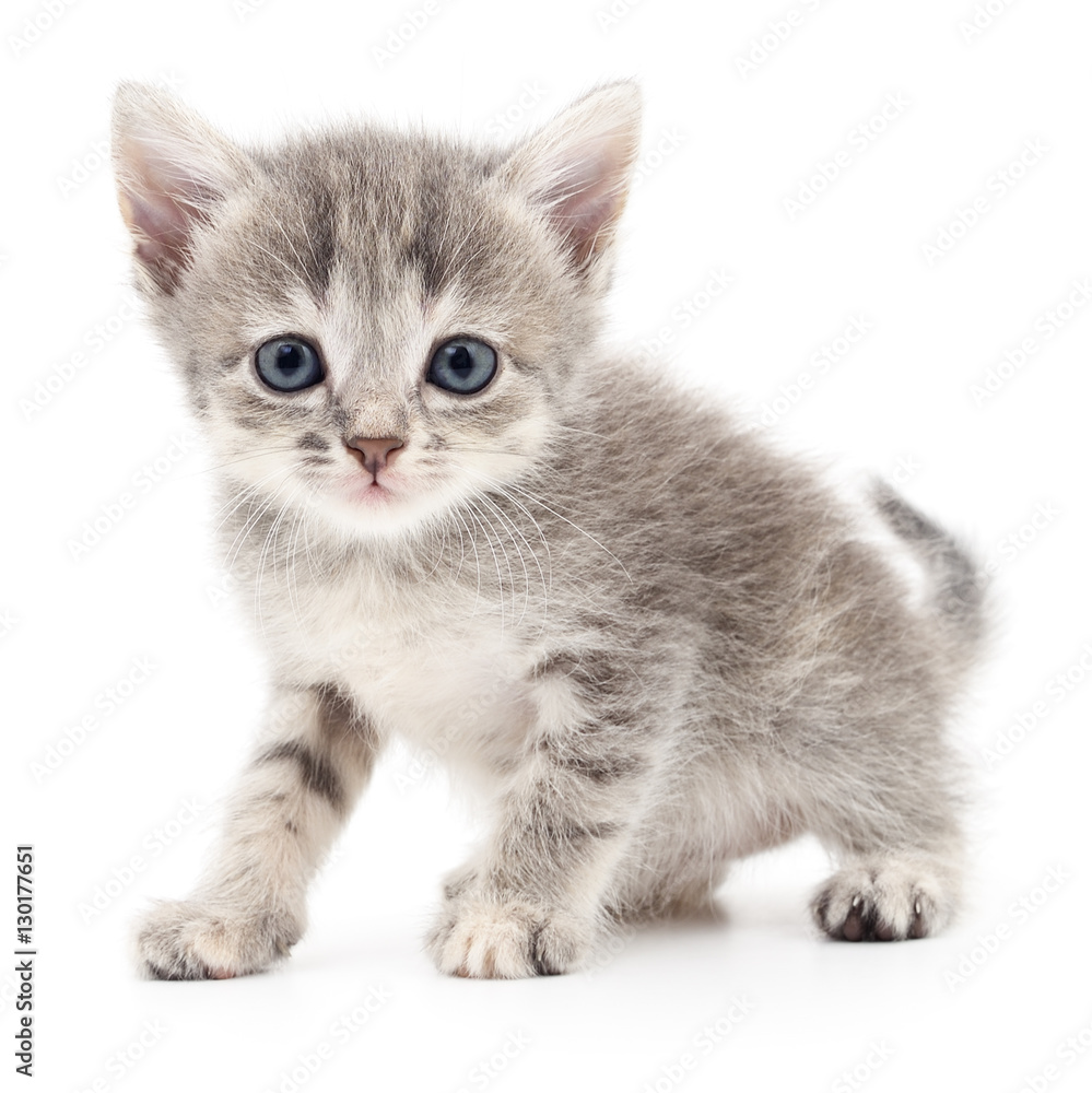Fototapeta premium Small gray kitten.
