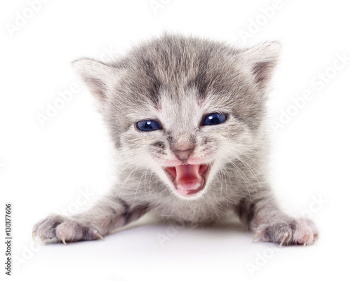 Fototapeta Naklejka Na Ścianę i Meble -  Small gray kitten.