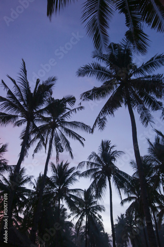 Tropical Background  