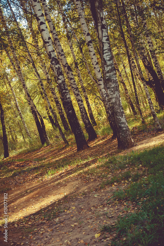 Birch Trees in Autumn Park Retro