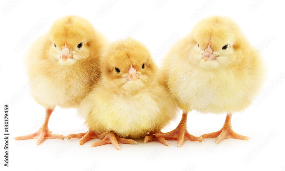 Obraz premium Three yellow chickens.