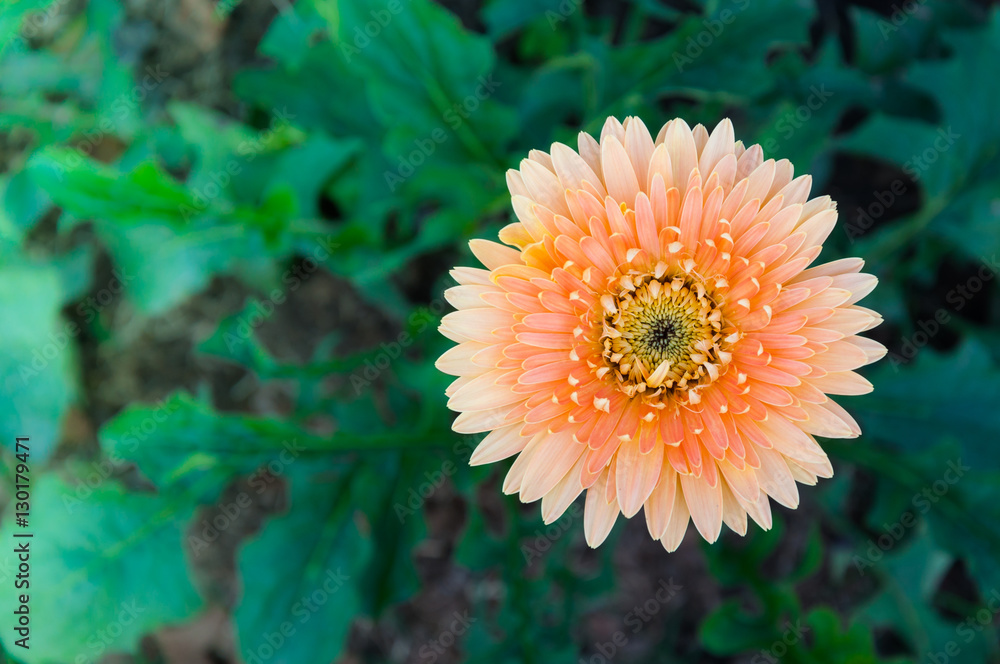 Light orange Gerbera in garden Light orange Gerbera in garden