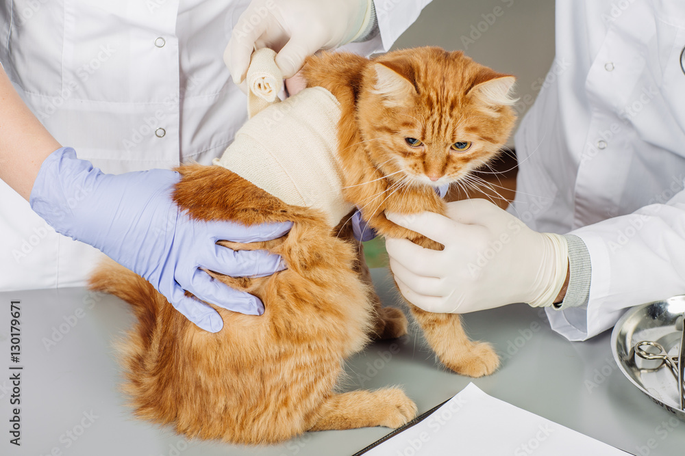 veterinarian in vet clinic at work. veterinarian in vet clinic at work.