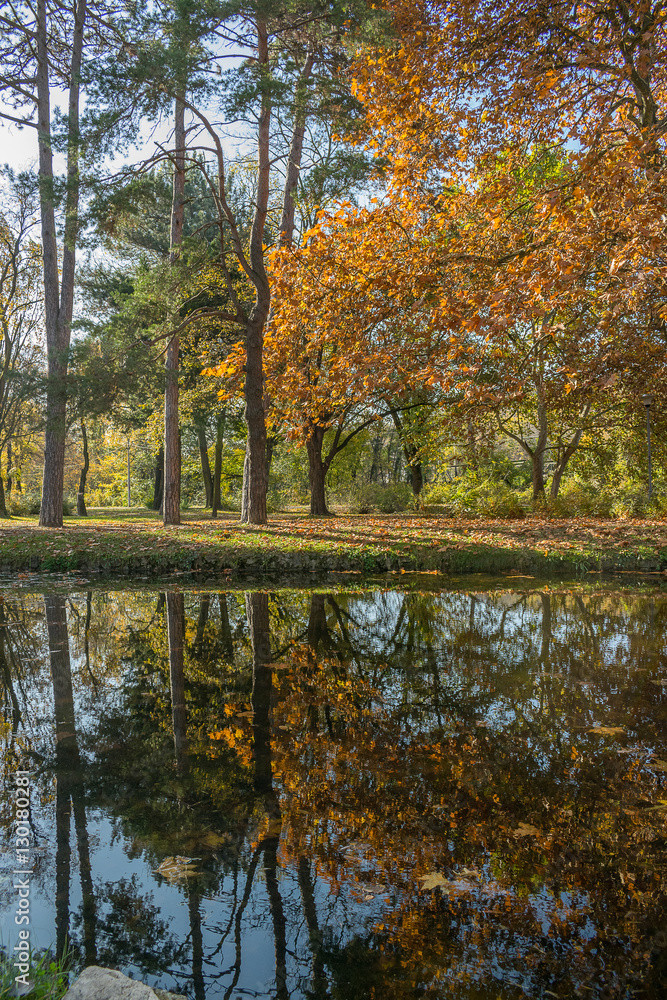 Tree reflection on the lake in the park