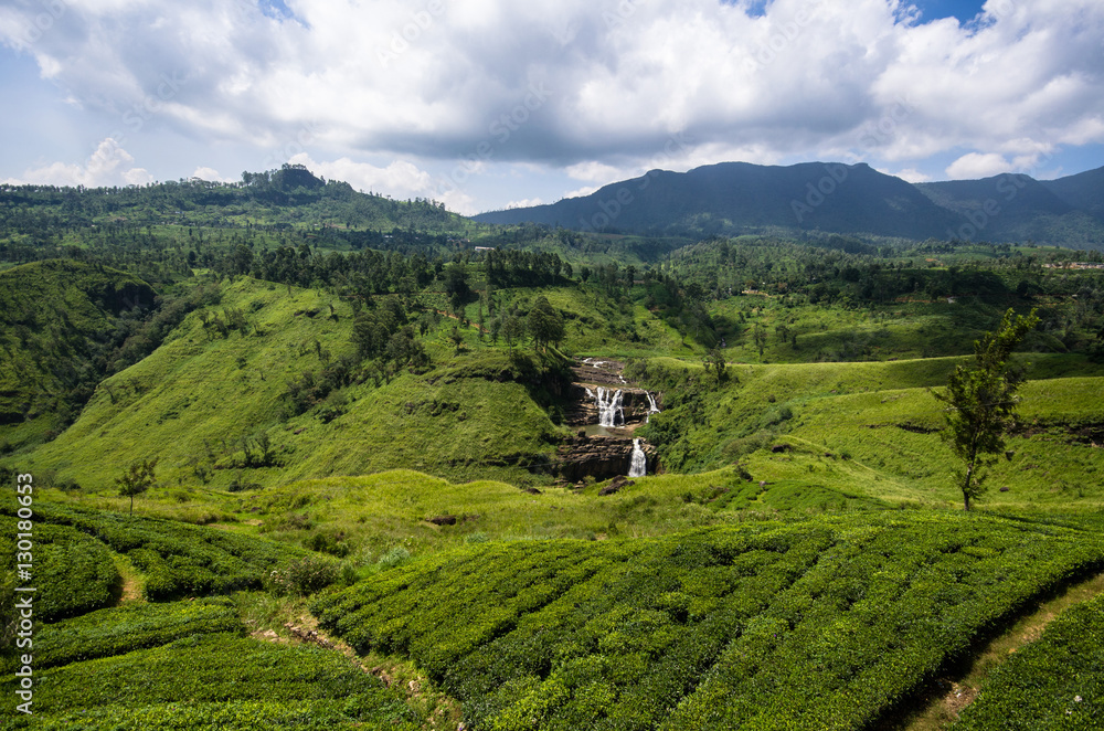 Sri Lanka, Tea plantation, Nuwara Eliya