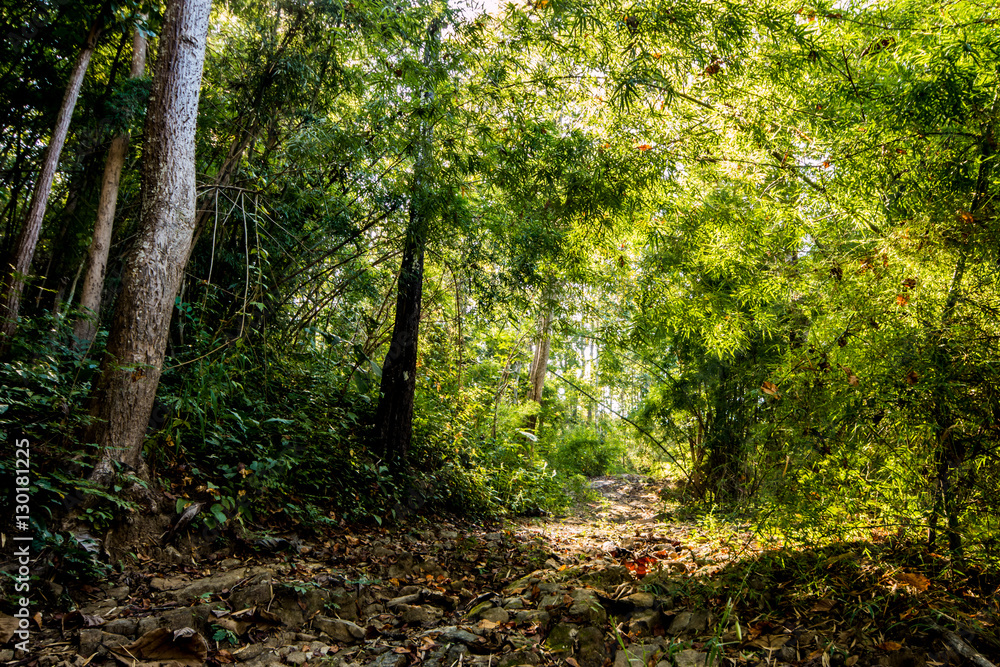 forest in chiangmai Thailand