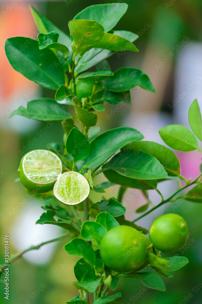 Close up Lime tree with fruits in nature Close up Lime tree with fruits in nature