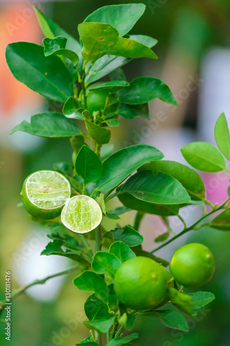 Close up Lime tree with fruits in nature