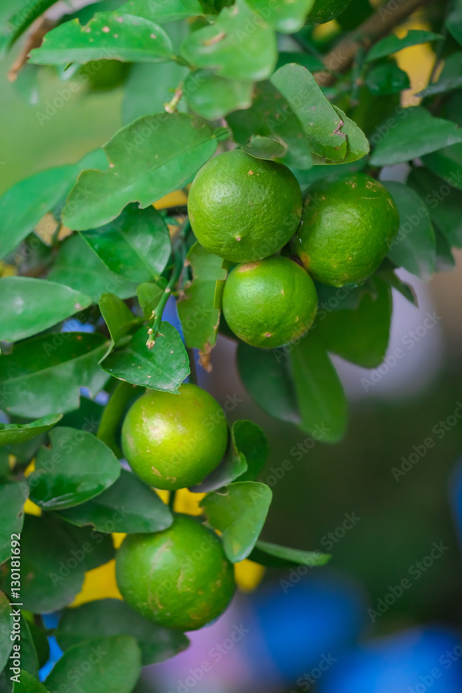 Close up Lime tree with fruits  in nature