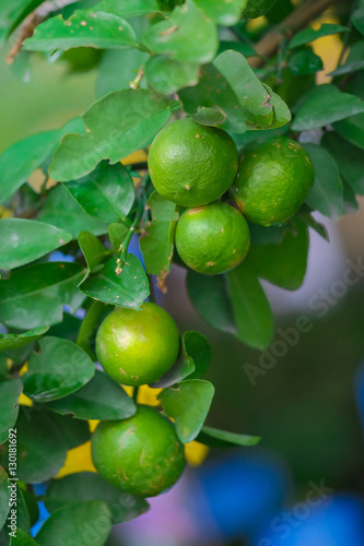 Close up Lime tree with fruits  in nature