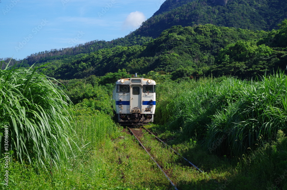 Fototapeta premium 草むらと普通列車