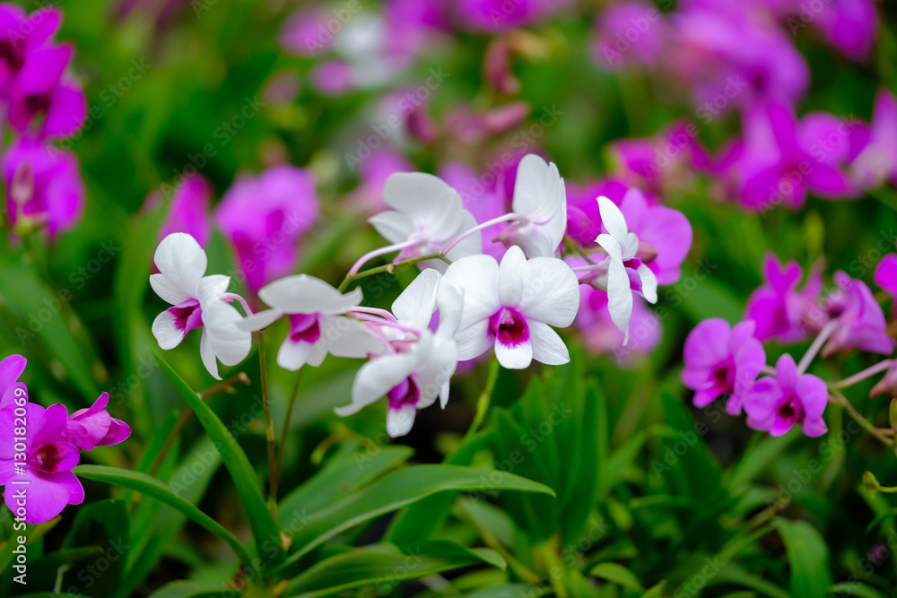 Beautiful Orchid Flower in the orchid garden Beautiful Orchid Flower in the orchid garden
