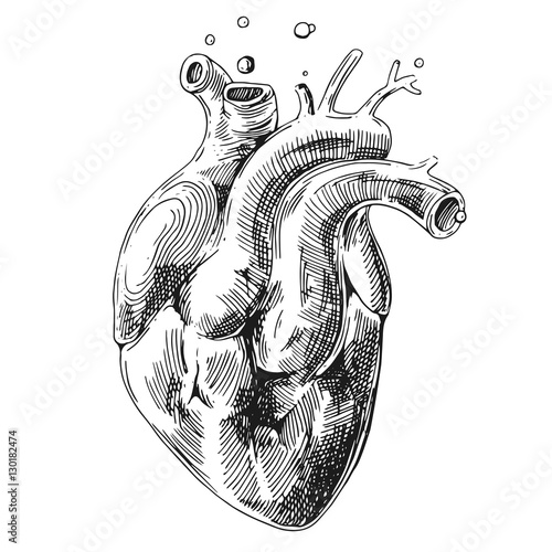 sketch of human heart