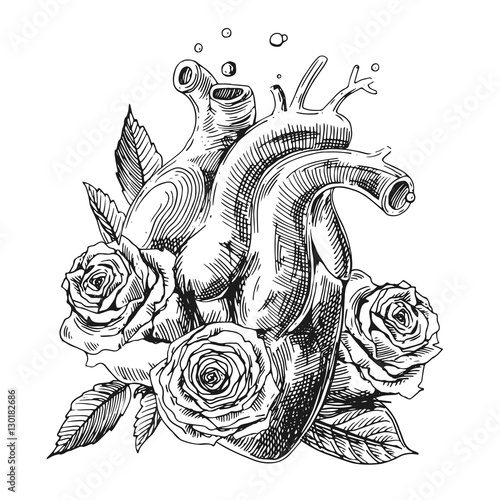 sketch of human heart