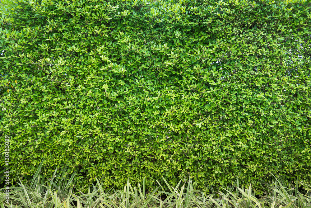 Wall tree background. Wall tree background.