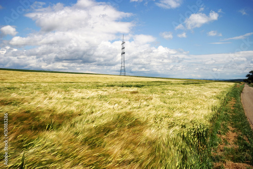 Wind fegt   ber das Getreidefeld