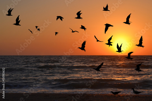 Seagulls in flight