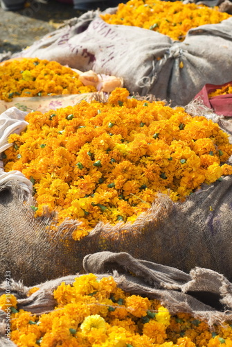 Marigolds tied up in sacking ready for sale, flower market, Bari Chaupar, Jaipur, Rajasthan photo