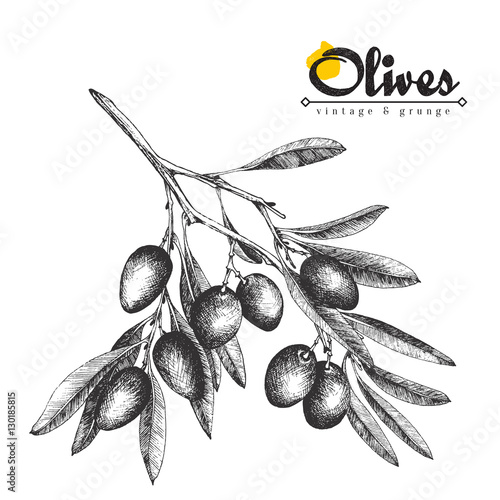 Big olive branch sketch vector illustration, olives hand drawn isolated, vintage olive tree with leaves over white background. Italian cuisine.