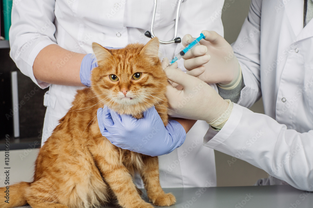 veterinarian in vet clinic at work. veterinarian in vet clinic at work.