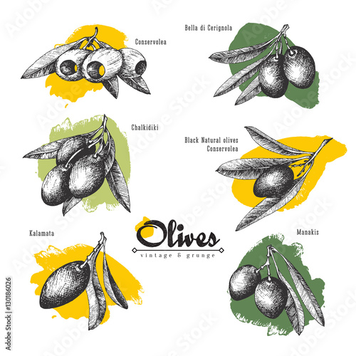 6 named olives sketch branches set isolated illustrations with color spot, Chalkidiki, Kalamata, olives pitted and with leaves, vector hand drawn retro illustration. 