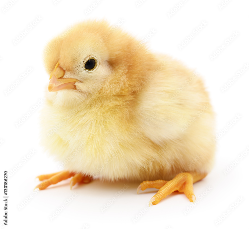 Obraz premium Small yellow chicken.