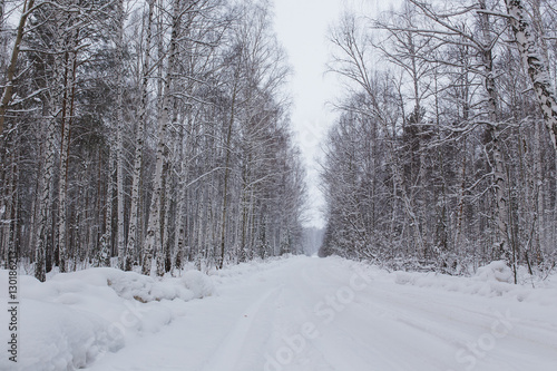 winter landscape in a birch forest cloudy day. Russia.