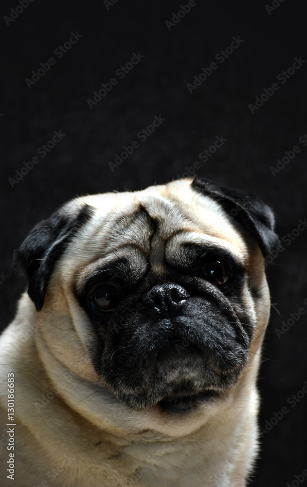 Portrait of dog pug